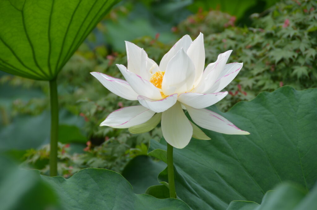 観蓮節